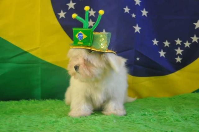 Lindos bebê de maltes - Foto 5