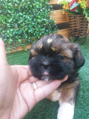 ShihTzu Filhote Femea Pronta Entrega a partir de R$ 500,00 - Foto 6