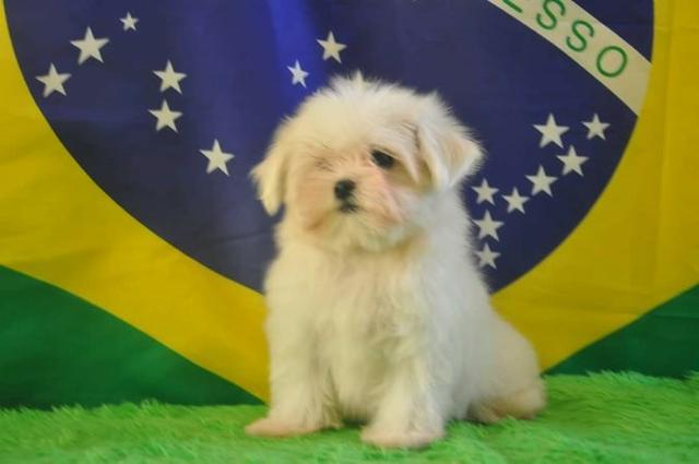 Lindos bebê de maltes - Foto 4