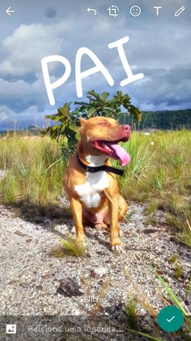 Vendo filhotes de pitbull APBT pura.