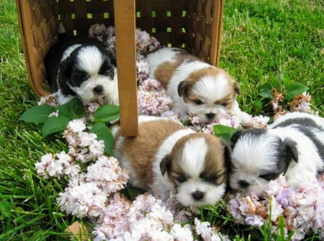Shih Tzu