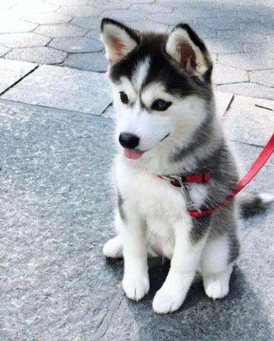 Filhotes de husky siberiano - Foto 2