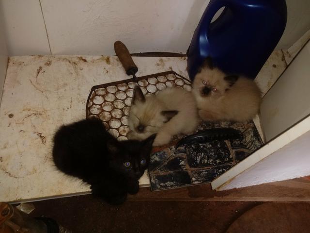 ANÁPOLIS doa-se filhotes de gato siamês (anapolis)