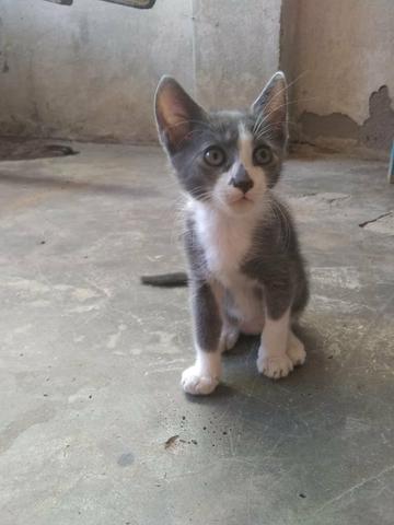 Casal de gatinhos
