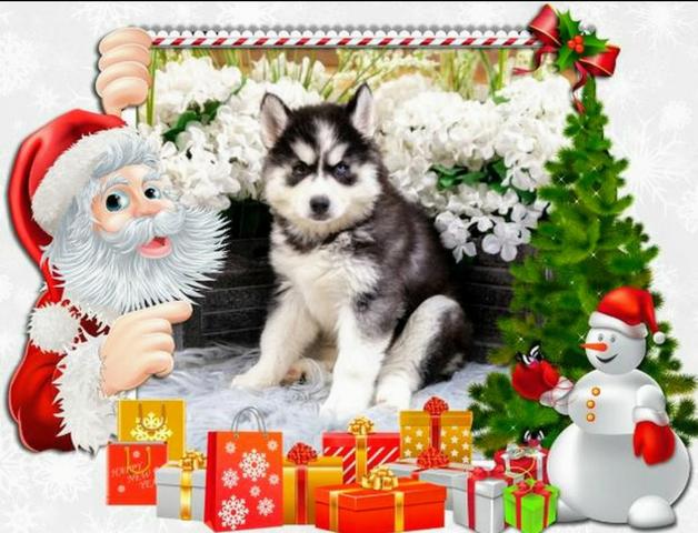 Filhotes de husky siberiano