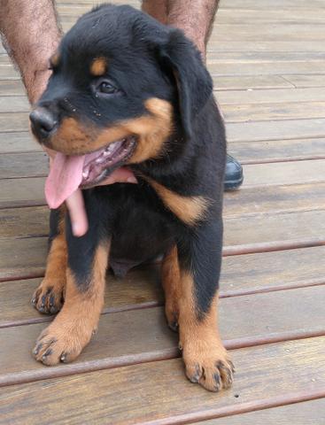 Rottweiler com PEDIGREE - Foto 4