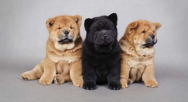 Chow-Chow a Pronta Entrega - Foto 3
