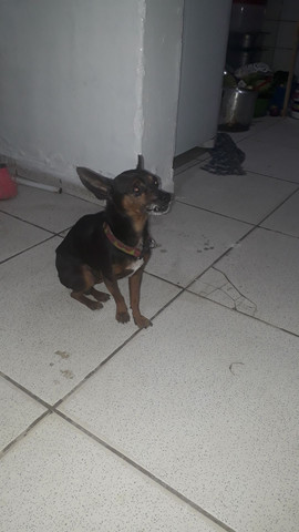 Pincher