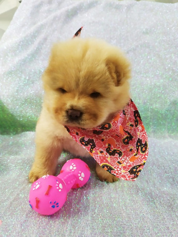 Chow Chow Branca, Laranja, Creme - Macho e Fêmea Disponível - Foto 3