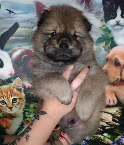 Chow Chow Dourado macho