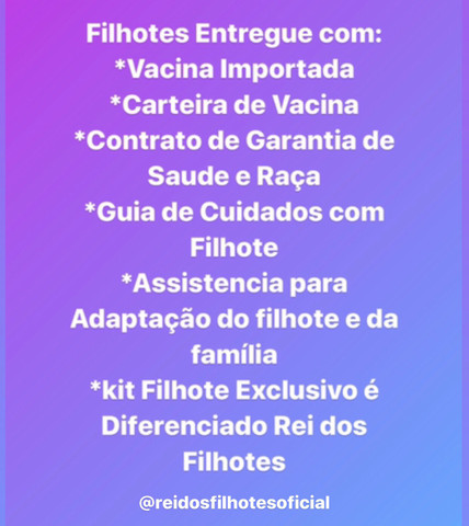 Só Aqui Pinsher Filhotes Fofos com Kit de Presente - Foto 4