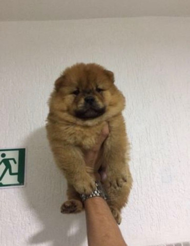 Chow-chow laranjinha/creme e pretinho, machos e femeas - Foto 5