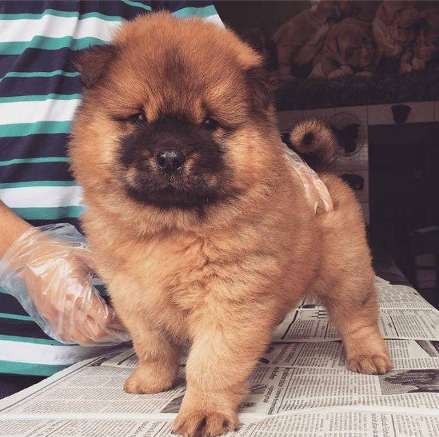 Chow-chow laranjinha/creme e pretinho, machos e femeas - Foto 3