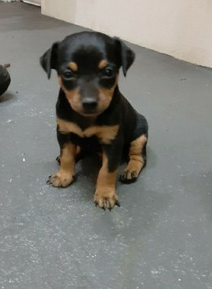 Pinsher Machinho ah Pronta Entrega