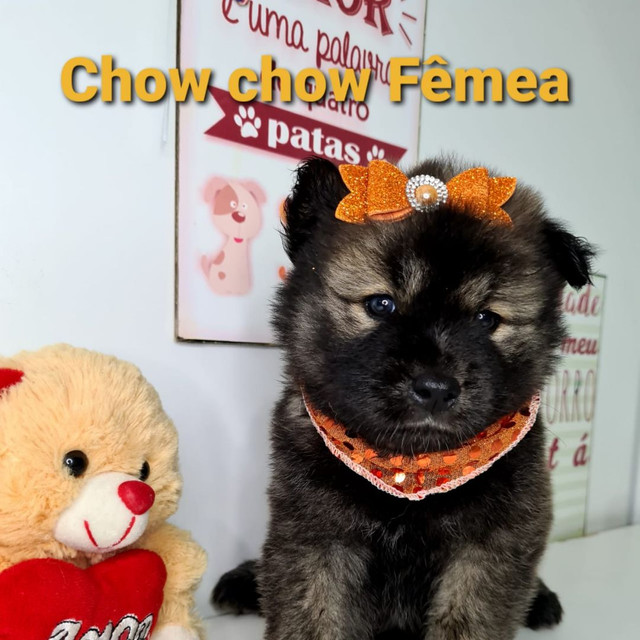 Chow Chow Fêmea Disponíveis em promoção!!!!
