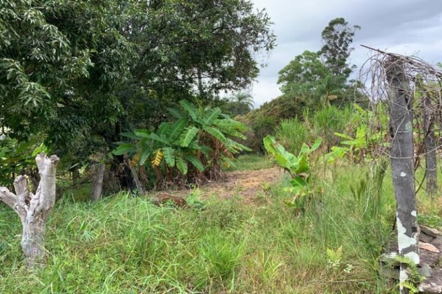  Fazenda de 122 ha, nascente de água cristalina (Temos varias opções). - Foto 4