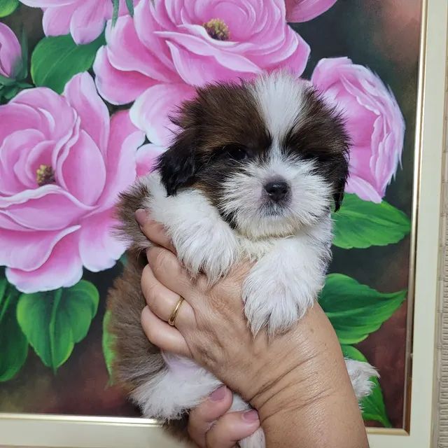 Mine shih-tzu macho valor 250 00 