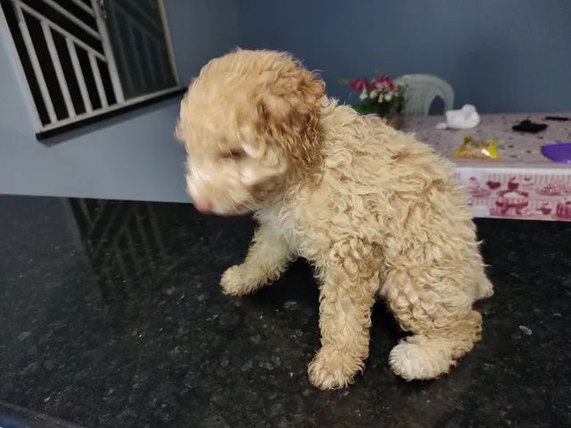 Filhote Poodle N°2 - Foto 5
