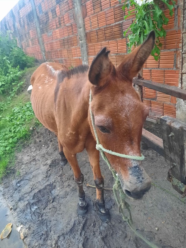 Vendo e troco 