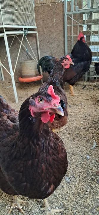 Galinhas poedeiras - Rodhia Islan Red