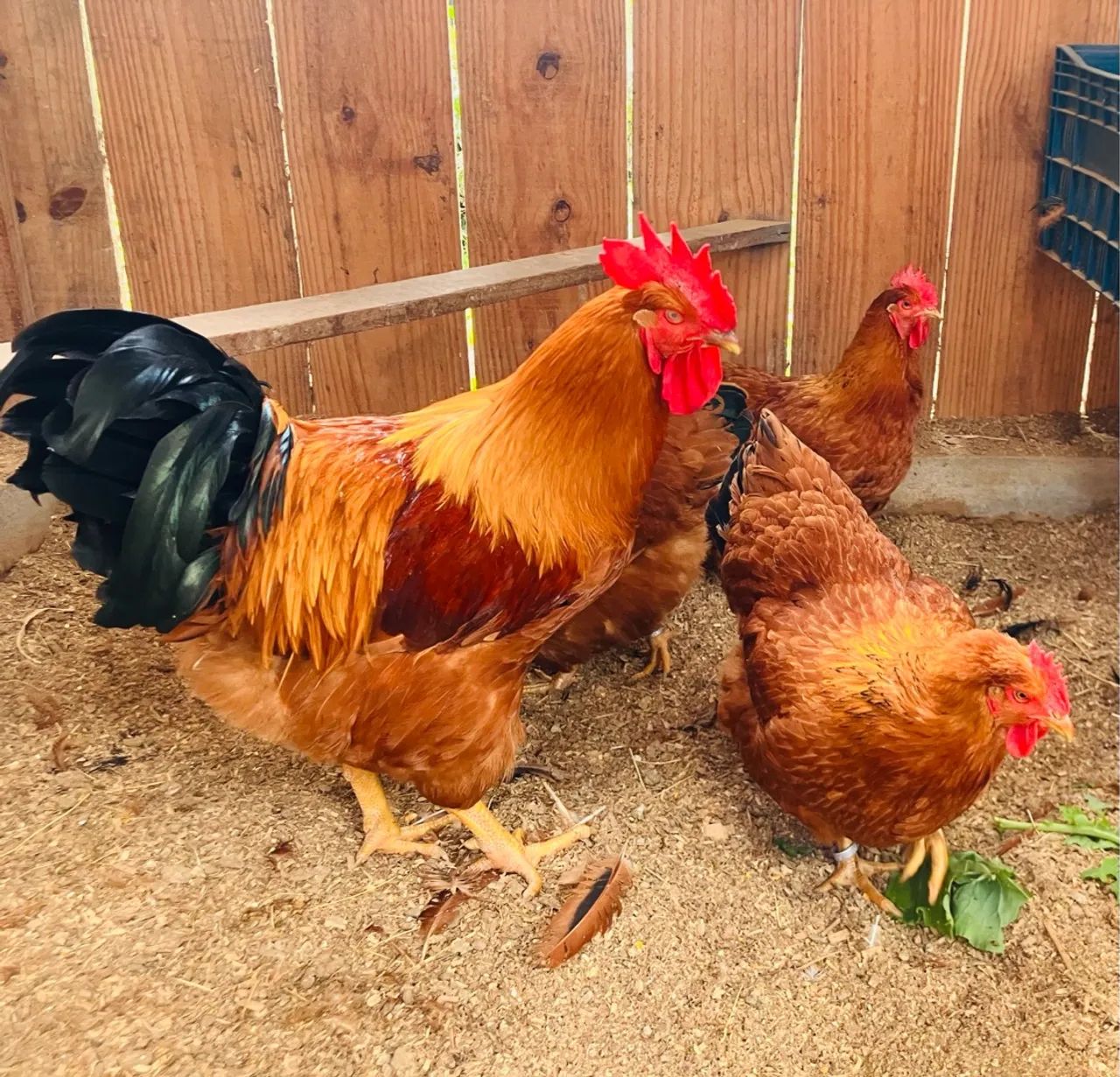 Ovos galado New Hampshire