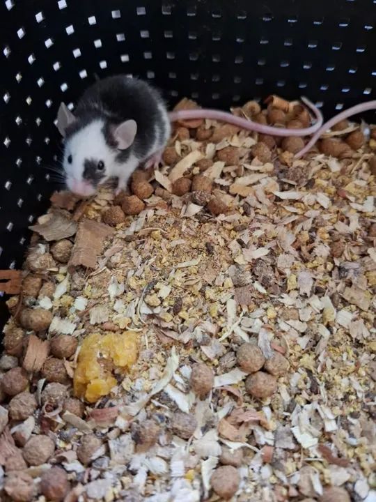 Comundongos pra ? e outros  - Foto 6