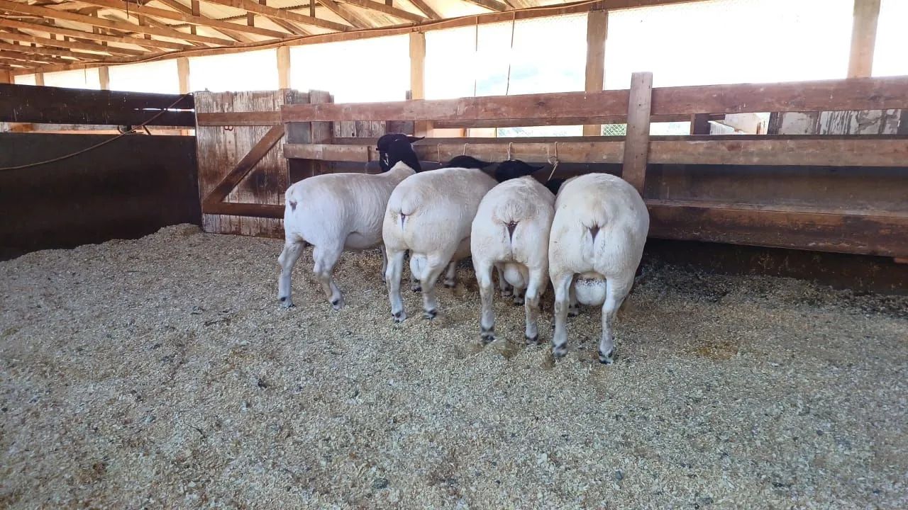 Venda de Carneiros e ovelhas e consultoria
