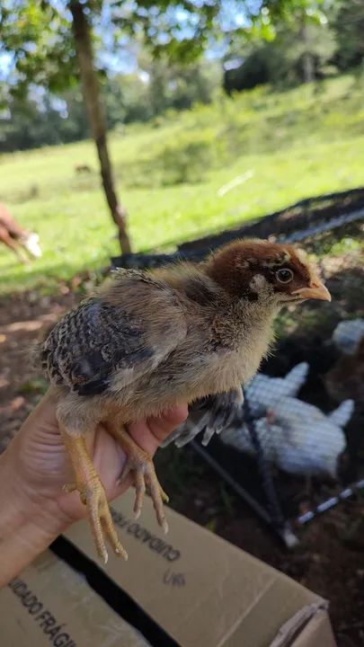Pintinhos Raça Capirão  - Foto 4