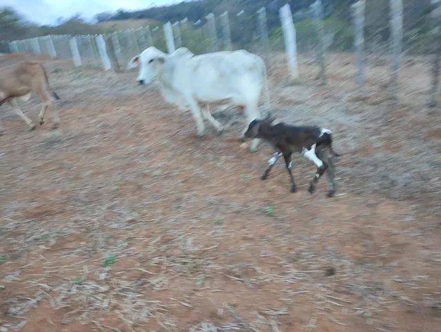 Fazenda em Rui Barbosa  - Foto 3