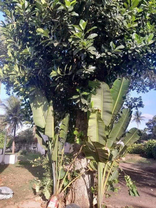 Vendo palmeiras do viajante *LEIA O ANUNCIO*