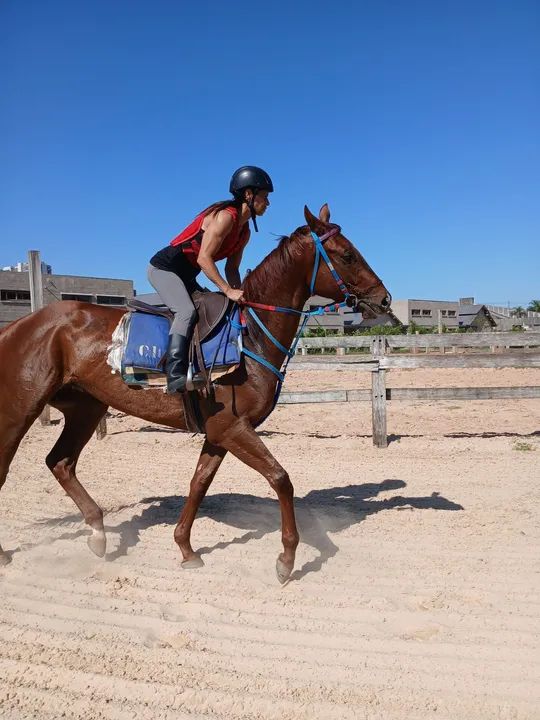 Lindo cavalo PSI pra qualquer  modalidade  