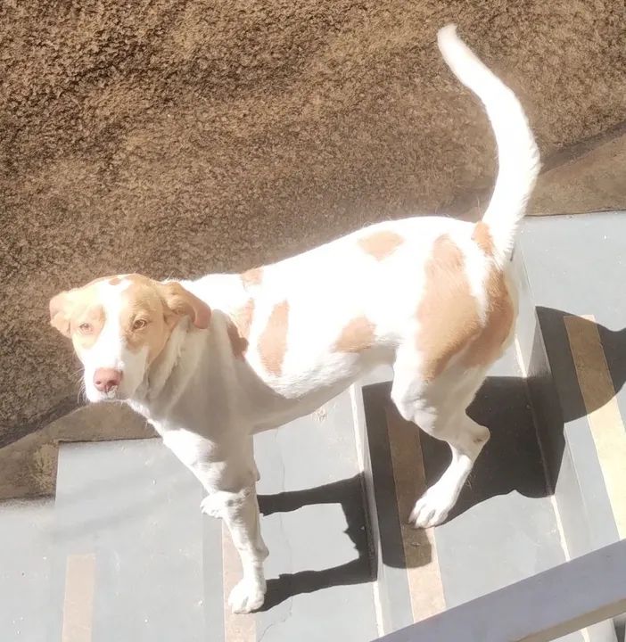 Cachorro fêmea SRD para adoção - Foto 6