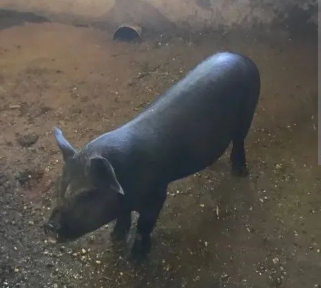 Vendo leitoa fim de ano! Promoção 