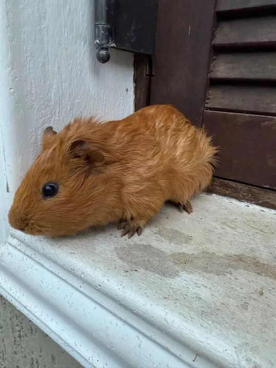 Porquinho da índia  - Foto 2