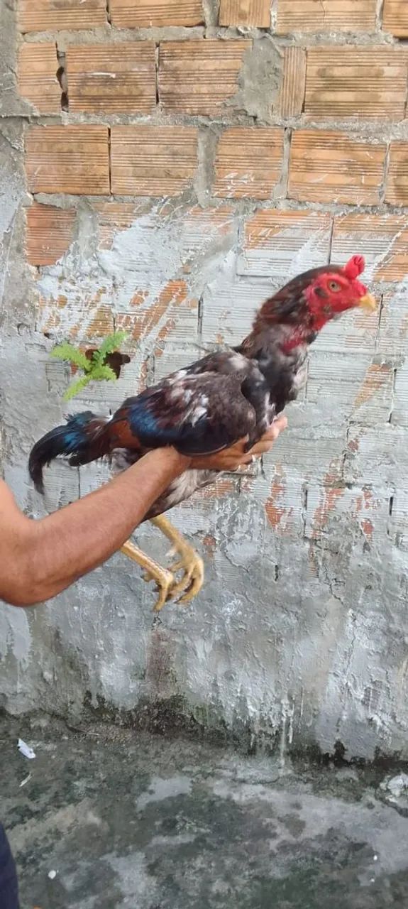 Rooster64276928492163120