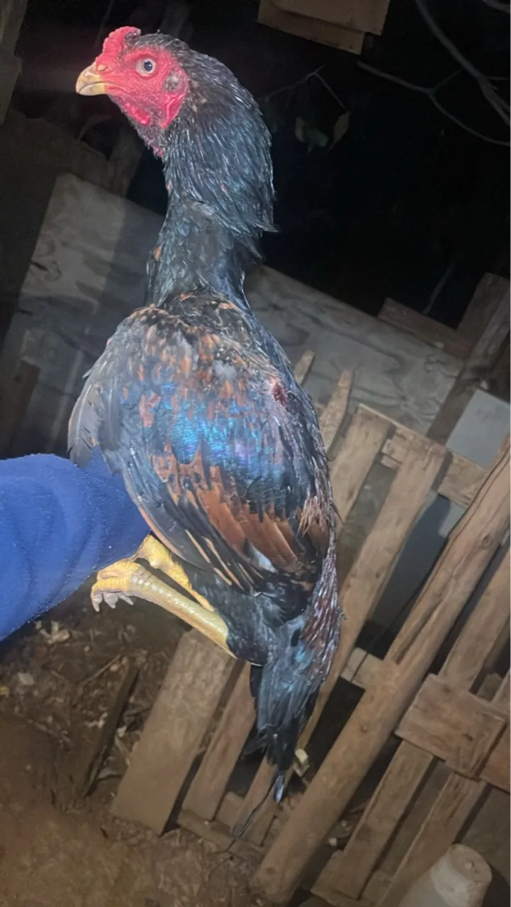 Frango indio