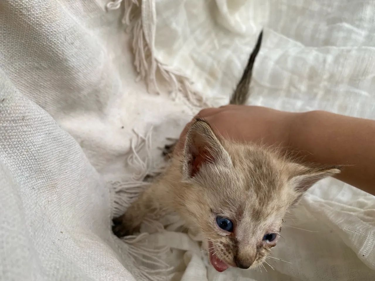 Gatinhos para adoção! - Foto 4