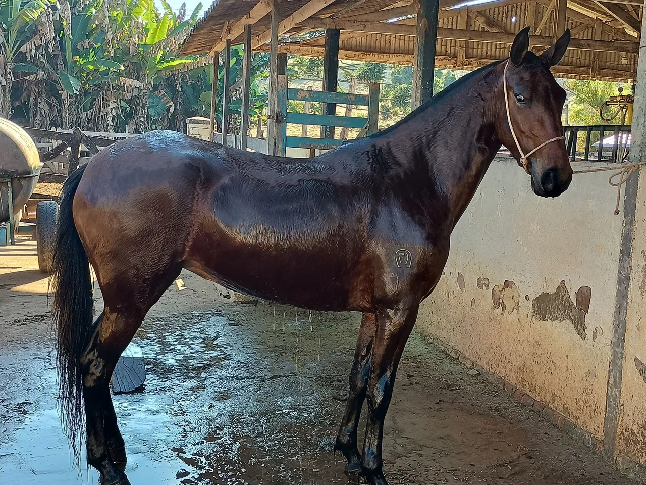 Égua Mangalarga Marchador