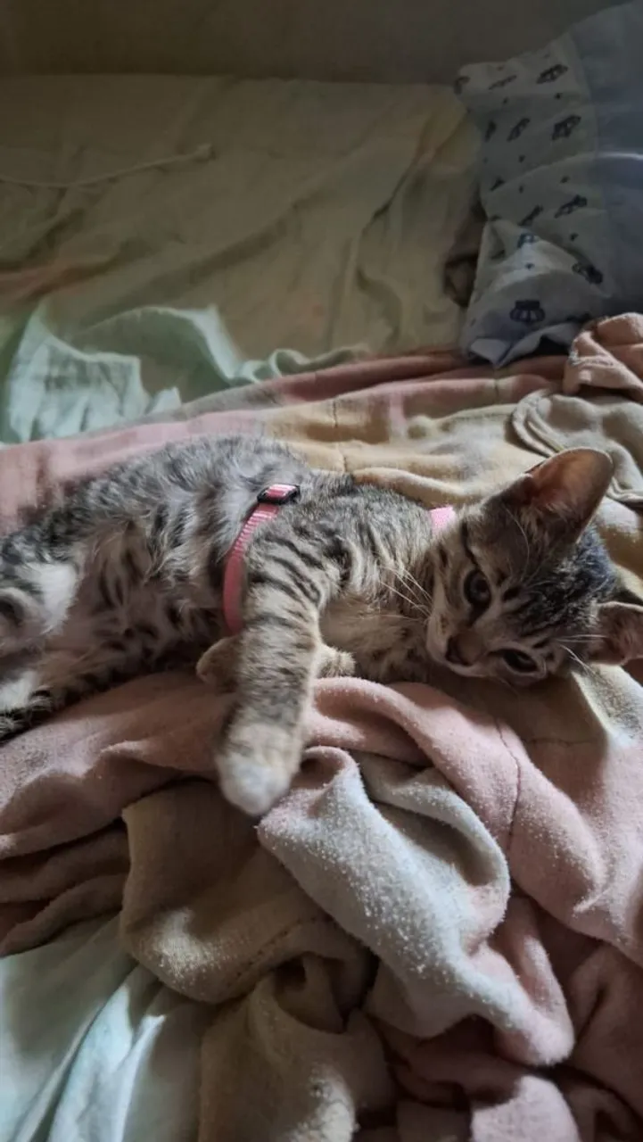 Gata de aproximadamente 4 meses resgatada da rua 