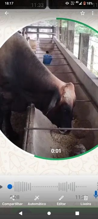  VENDO BOI. SUÍÇO  - Foto 4