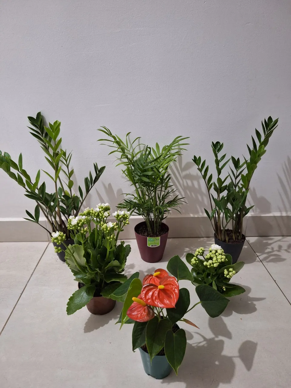 Plantas naturais (zamioculca, jiboia, antúrio etc)