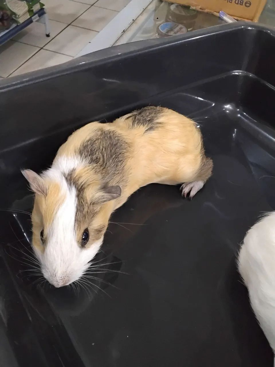 Filhotes de porquinho da Índia  - Foto 3