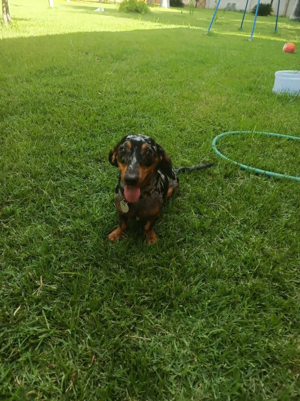 Filhote de Dachshund Arlequim