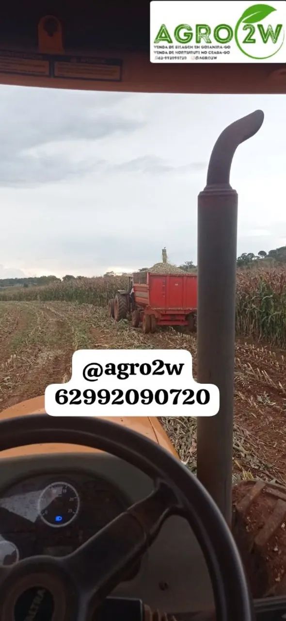 Silagem de milho na promoção  - Foto 3
