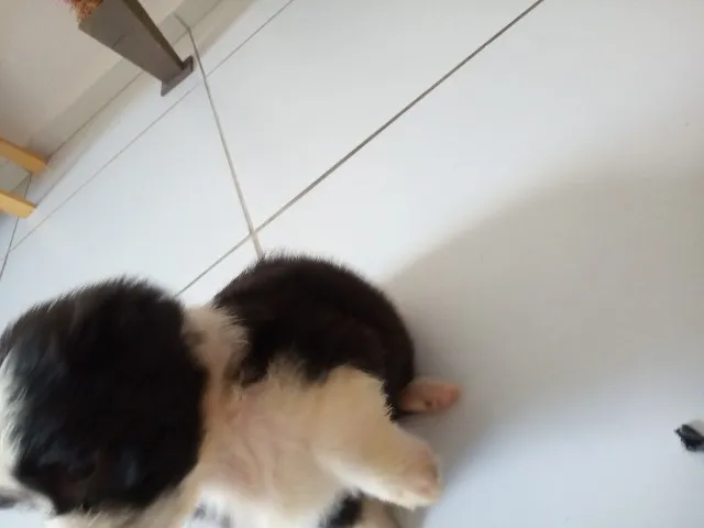 Cachorro