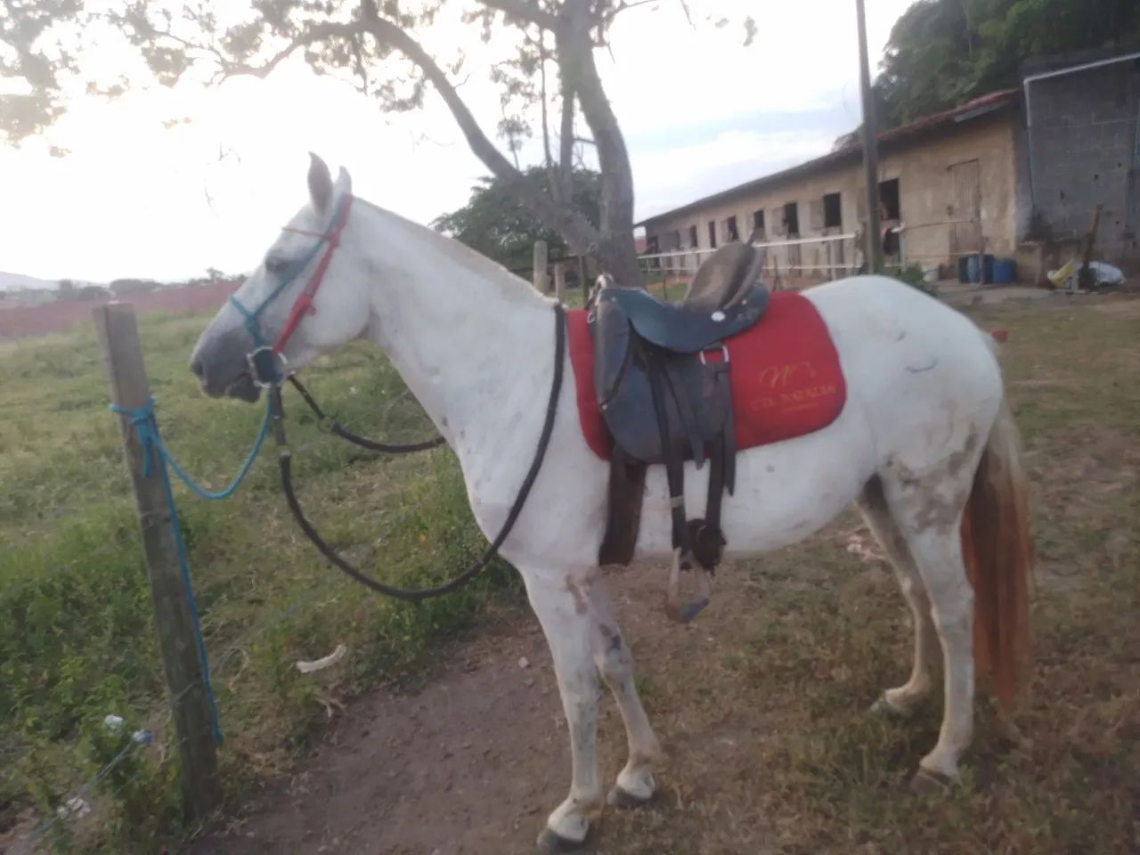 Egua marcha picada  - Foto 4