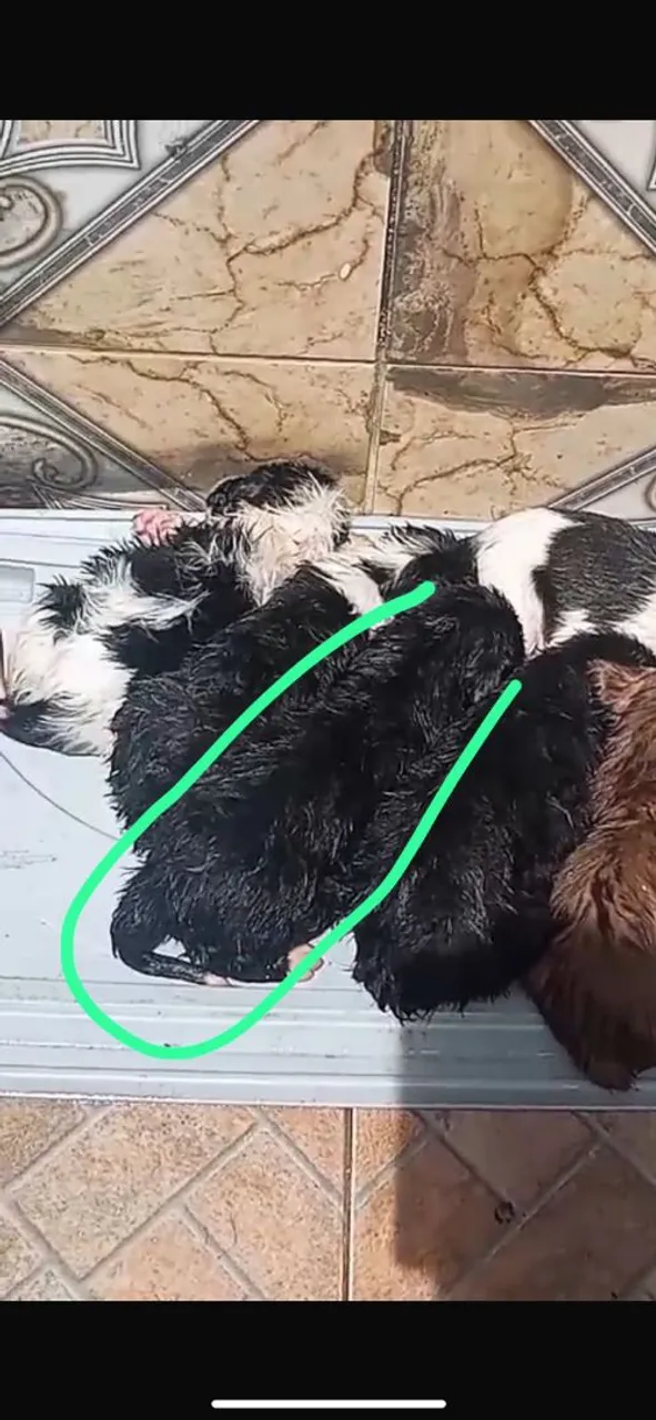 Filhotes de cachorro lindos e saudáveis