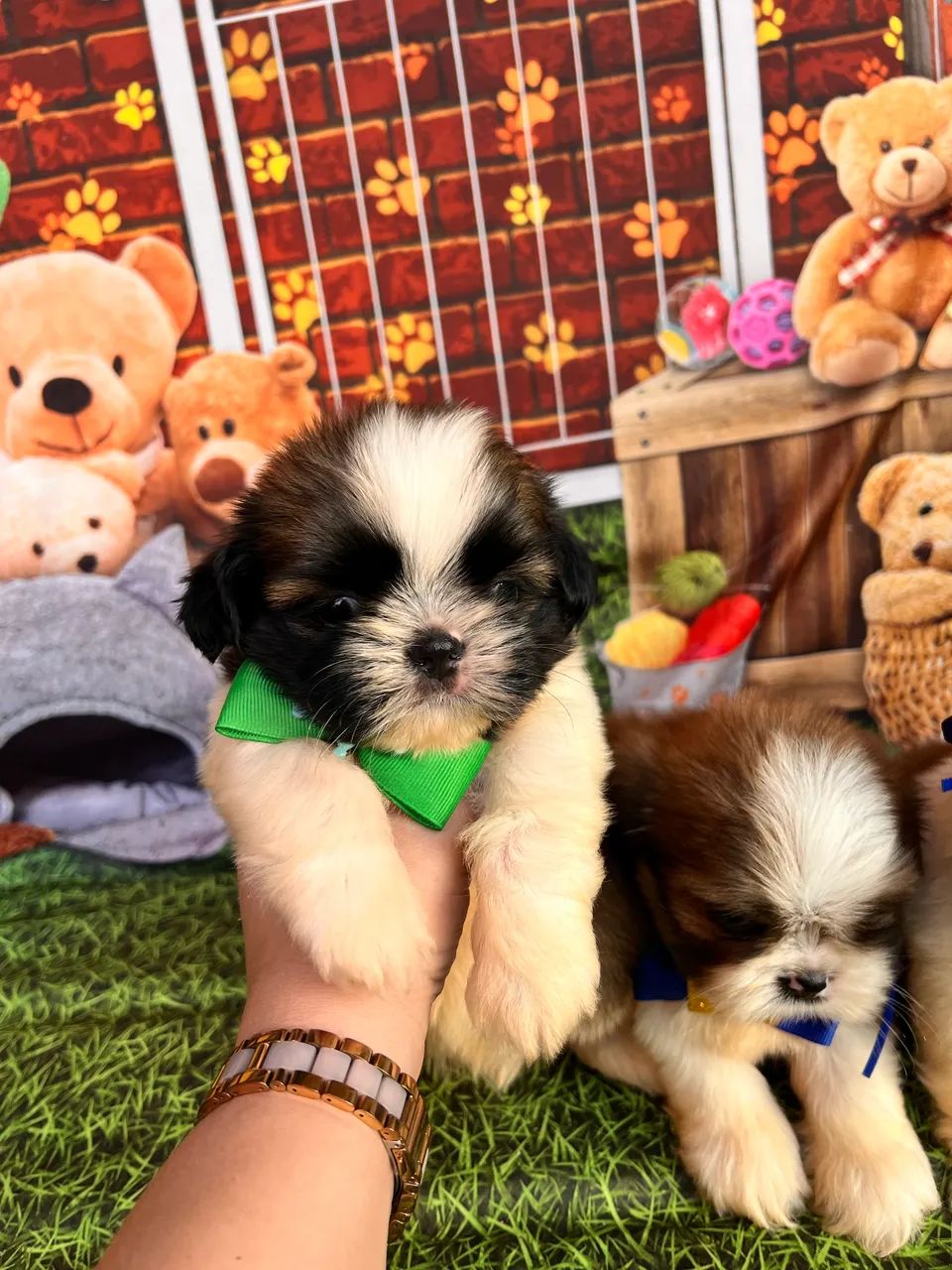 Shih tzu Machos disponíveis vacinado - Foto 4