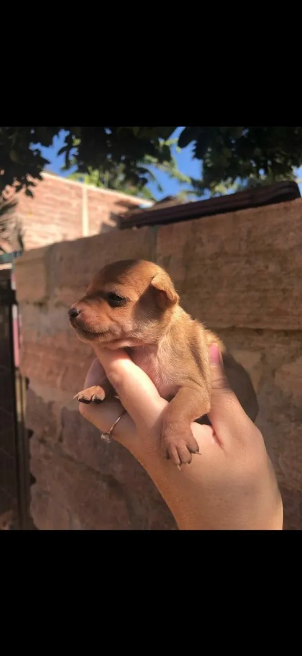Fêmea pinscher zero