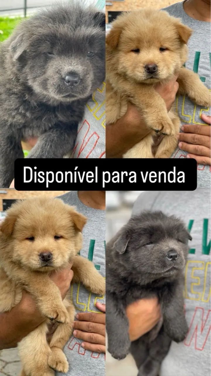 Filhote Chow-Chow - Foto 2